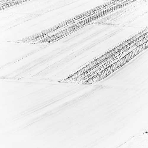 lentils fields in wintertimes - #1